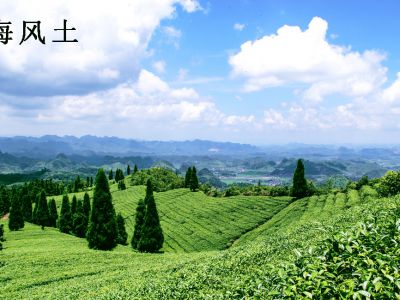 海风土春茶科普小课堂