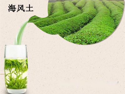2019海风土春茶上市